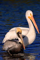 American white & Brown pelican P. occidentalis}, Florida, USA