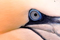Close-up eye detail of Northern gannet, Canada