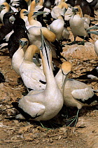 Cape gannet 'sky pointing' as it moves through nest colony, Malgas Island South Africa