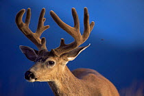 Male Mule deer portrait (Odocoileus hemionus) Olympic NP, Washington, USA