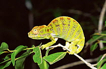 Snub nosed chameleon {Chamaeleo labordi} female, Madagascar. Colour change sequence 2.