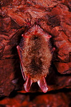 Bechstein's bat (Myotis bechsteinii) roosting. Europe and Iran.