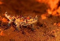 Thorny devil {Moloch horridus} Kalbarri NP, W Australia