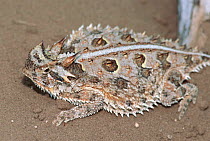 Texas horned lizard {Phrynosoma cornutum} Texas, USA