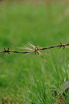 Badger hair caught on barbed wire, South Yorkshire, England