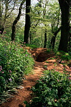 Well worn Badger track leading to woodland sett {Meles meles} Devon England UK.