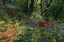 Badger (Meles meles) woodland sett amongst spring bluebells, Devon, UK