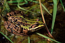 Edible frog portrait, Brenne, France