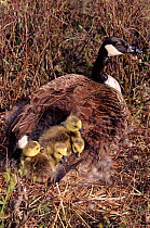 Canada goose brooding goslings (Branta canadensis). Pine Barrens, New Jersey, USA