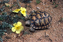 Northern tent tortoise {Psammobates tentorius verroxii} South Africa, Namaqualand