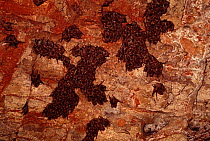 Serotine bats (Eptesicus serotinus) at roost in cave. Spain