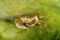 Freshwater crab feeding on small fish, Italy
