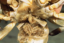Freshwater crab female carrying larvae {Potamon fluviatile} Italy