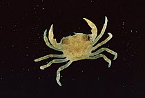 Freshwater crab larva {Potamon fluviatile} Italy