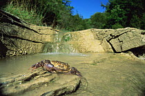 Freshwater crab by stream {Potamon fluviatile} Italy