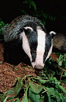 Badger adult portrait, summer, Devon, England {Meles meles}