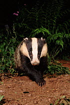 Badger adult at night, summer, Devon, England, UK
