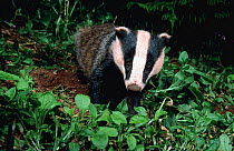 Badger adult at night, summer, Devon, England, UK, {Meles meles}