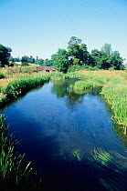 River Eden in Kent, summer, UK, Europe
