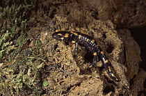 European salamander {Salamandra salamandra} Italy. Warning colours