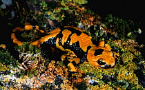 European salamander {Salamandra salamandra} Italy - southern race with yellow predominating