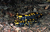 European salamander pair mating {Salamandra salamandra} Italy Warning colours