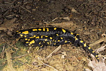European salamander pair mating {Salamandra salamandra} Italy. Warning colours