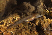 European salamander larva {Salamandra salamandra} Italy - note external gills