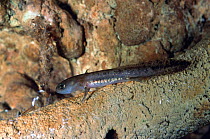 European salamander larva {Salamandra salamandra} Italy Note external gills