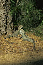 Lesuer's water dragon {Physignathus leseurii} pair (male right) Canberra, Australia