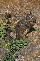 California ground squirrel {Spermophilus beecheyi} CA, USA