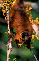 Large headed capuchin (Sapajus macrocephalus) monkey feeding on Maticia flowers, Manu NP, Peru.