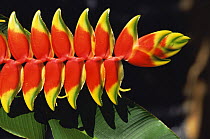 Close-up of Heliconia {Heliconia rostrata} flower,  Kenya