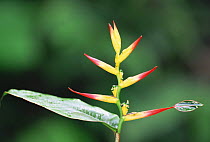 Bird of Paradise heliconia {Heliconia sp}, Yasuni NP, Ecuador