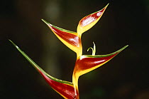 Bird of Paradise heliconia {Heliconia sp} Yasuni NP, Ecuador.