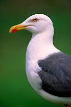 Lesser black backed gull, Isle of May, Scotland, UK.