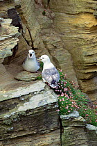 Fulmar pair on nest ledge {Fulmarus glacialis} Sutherland, Scotland, UK.