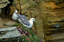 Fulmar pair at nest site on cliffs, Sutherland, Scotland, UK.