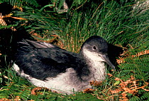 Manx shearwater at nest, Scilly Isles, UK