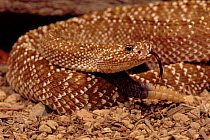 Urocoan rattlesnake (Crotalus vegrandis). Venezuela, South America