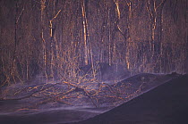 Trees killed by gases and heat from Kimanura volcanic eruption, Virunga NP, Congo (formerly Zaire)