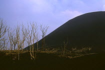 Trees killed by gases and heat from Kimanura volcano, Virunga NP, Democratic Republic of Congo (formerly Zaire)
