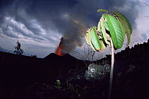 Kimanura volcano erupting, with surviving plant in foreground, Virunga NP, Democratic Republic of Congo, formerly Zaire