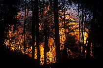 Lava flow and corresponding fire moving through forest, Kimanura volcanic eruption, Virunga NP, Democratic Republic of Congo.