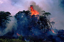 Lava flow destroying trees and vegetation. Kimanura volcano. Virunga NP, Democratic Republic of Congo.