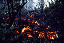 Lava flow destroying trees and vegetation as if flows down mountain side, Kimanura volcano, Virunga NP, Democratic Republic of Congo (formerly Zaire)