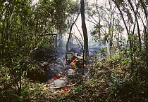 Lava flow destroying trees and vegetation as it flows through forest, Kimanura volcanic eruption, Virunga NP, Democratic Republic of Congo (formerly Zaire)