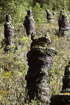 Wasolda field of lava encased trees from Nyiragongo volcanic eruption, Virunga NP, Democratic Republic of Congo (formerly Zaire)