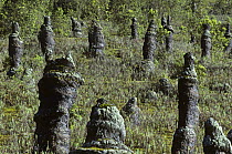 Wasolda field of lava encased trees from Nyiragongo volcanic eruption, Virunga NP, Democratic Republic of Congo (formerly Zaire)