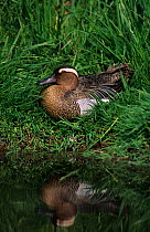 Garganey duck (Anas querquedula) male by water, Belgium